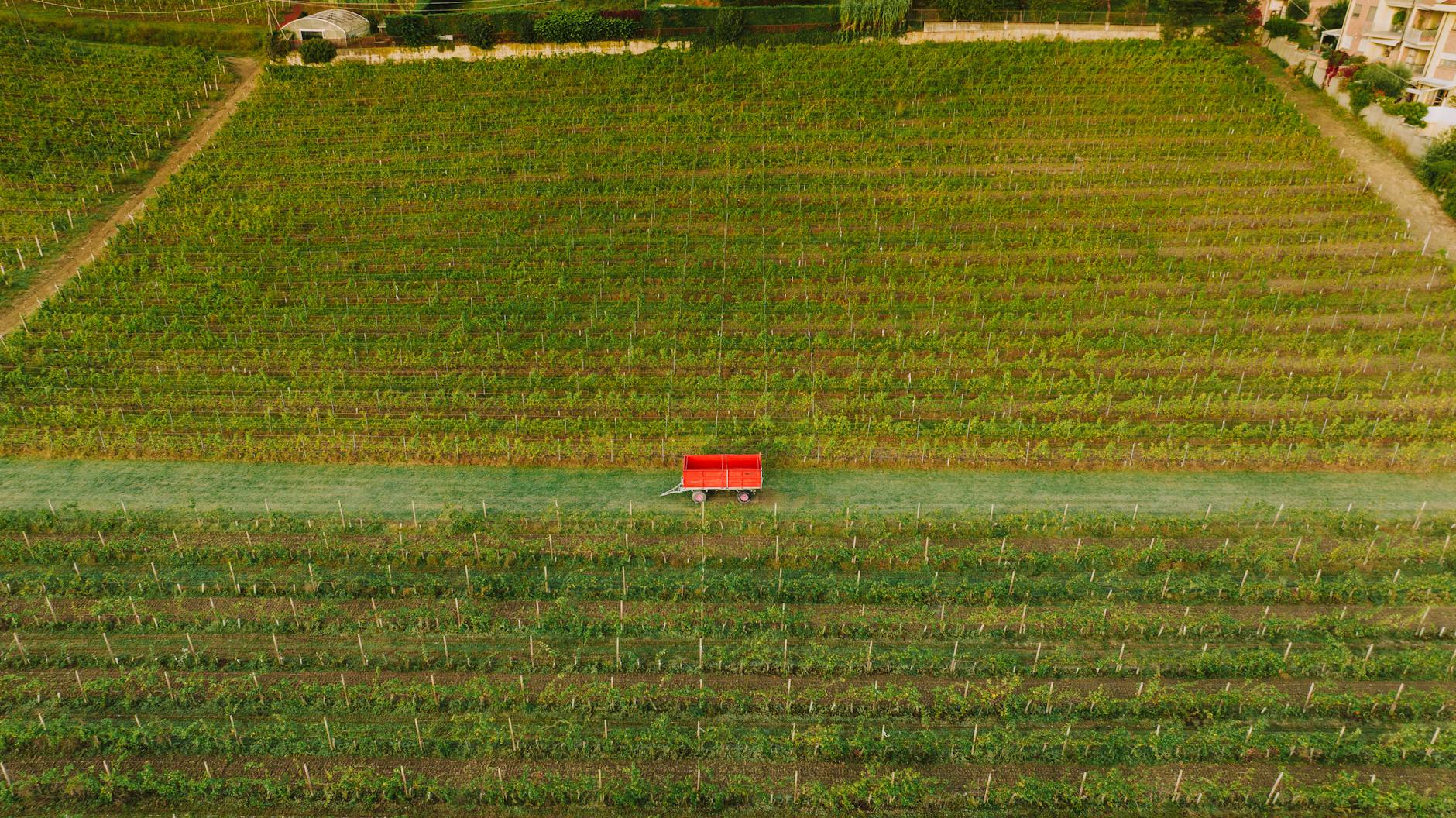 Agricoltura sotto pressione: Confagricoltura chiede all’UE misure straordinarie come in pandemia