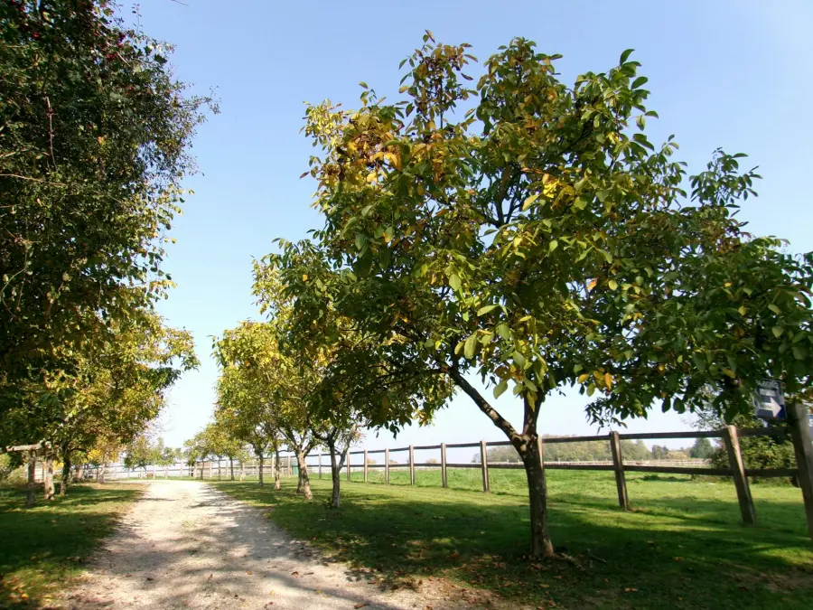 Cuneo, piano sul ghiro 2026-2030 per difendere i noccioleti