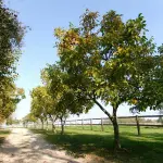Cuneo, piano sul ghiro 2026-2030 per difendere i noccioleti