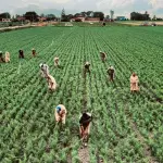 Cuneo, firmato il protocollo per l’accoglienza dei lavoratori stagionali