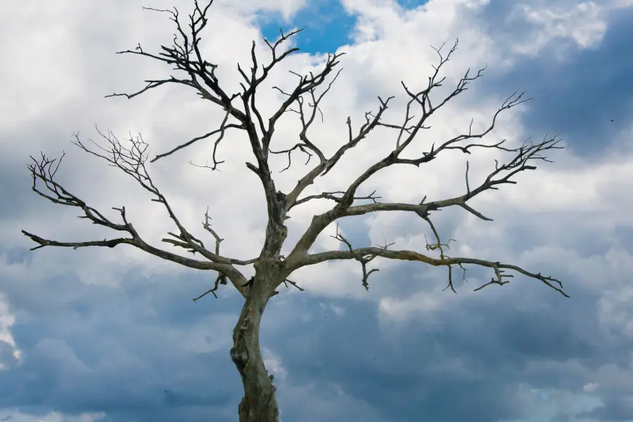 Cuneo, via all’abbattimento di 21 alberi secchi tra centro e frazioni