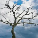Cuneo, via all’abbattimento di 21 alberi secchi tra centro e frazioni