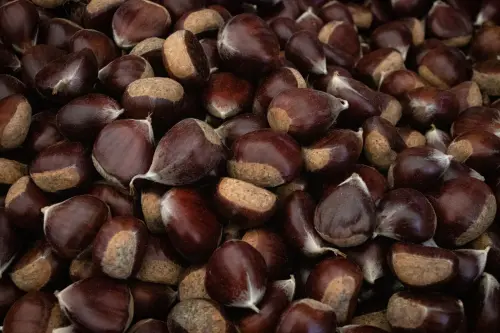 Castagne Cuneese: fiere, raccolta e ricette 2026