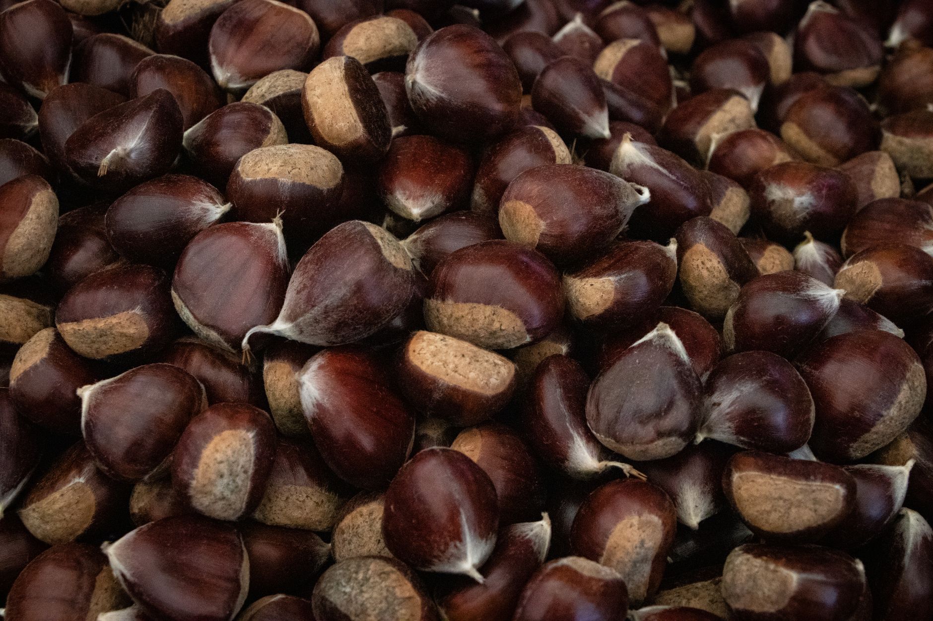 Castagne Cuneese: fiere, raccolta e ricette 2026