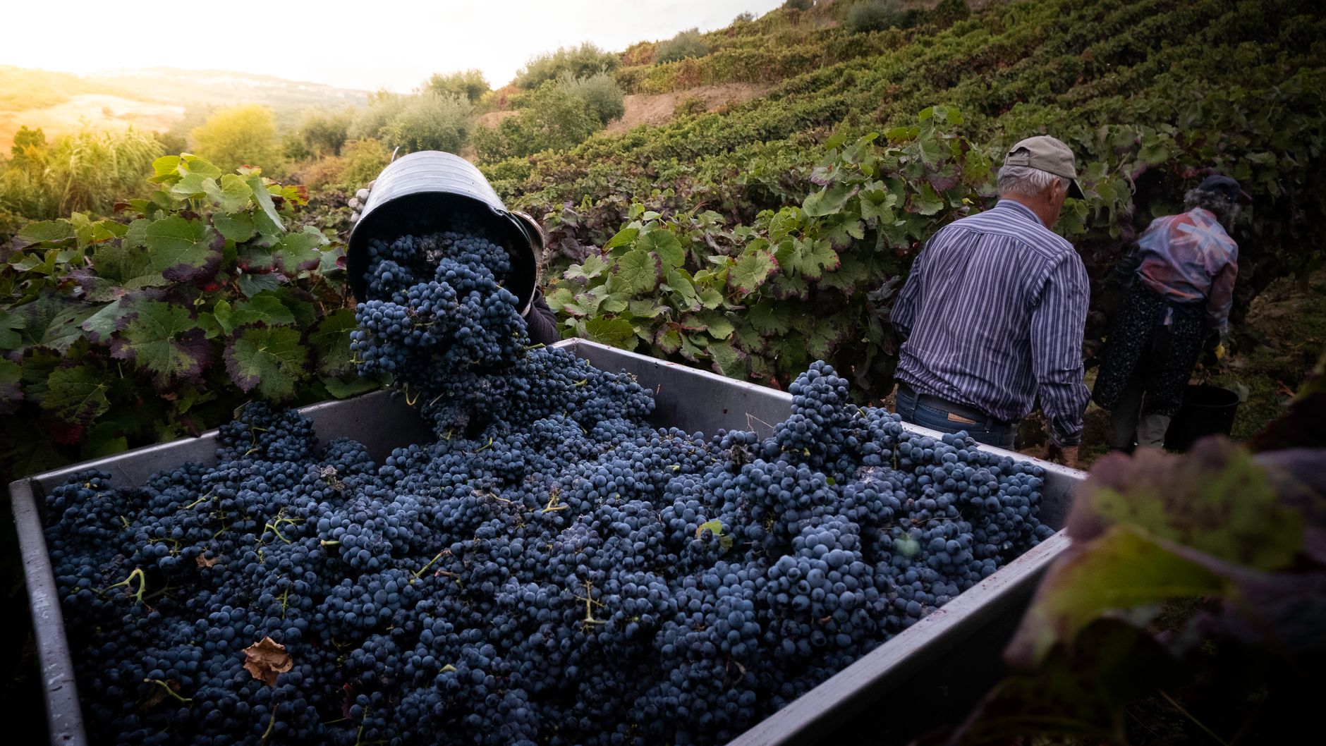 Cuneo, bollino etico per la vendemmia nelle Langhe e Roero
