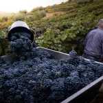 Cuneo, bollino etico per la vendemmia nelle Langhe e Roero