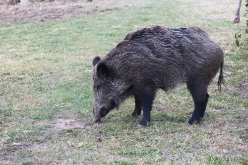 PSA nel Cuneese, piano straordinario contro i cinghiali