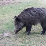 PSA nel Cuneese, piano straordinario contro i cinghiali
