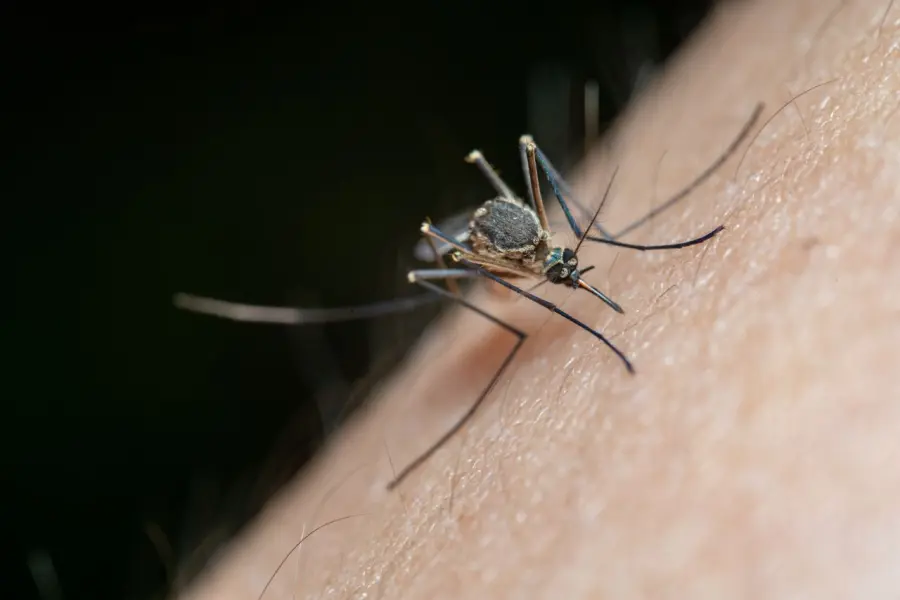 Cuneo, sospetta chikungunya: disinfestazione in più zone