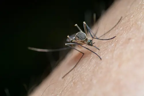 Cuneo, sospetta chikungunya: disinfestazione in più zone