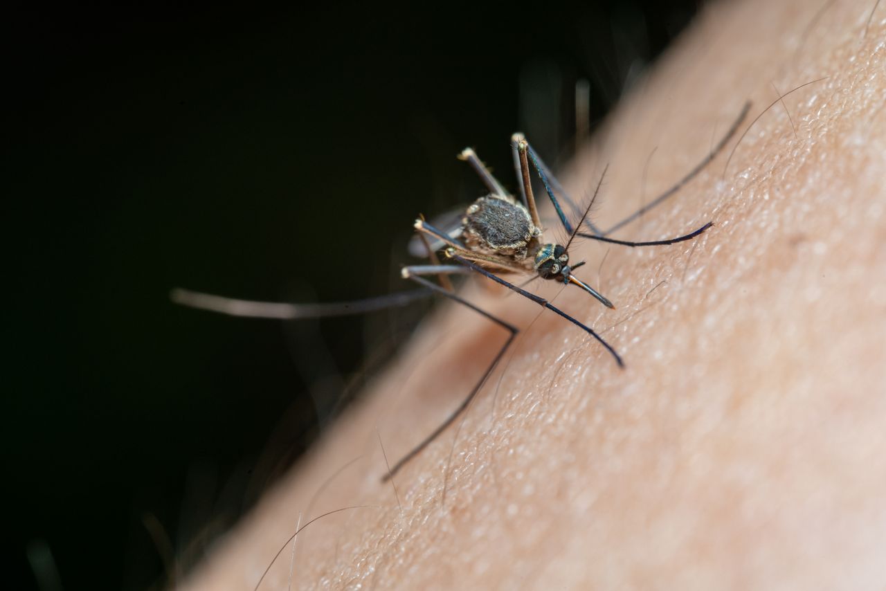 Cuneo, sospetta chikungunya: disinfestazione in più zone