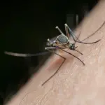 Cuneo, sospetta chikungunya: disinfestazione in più zone