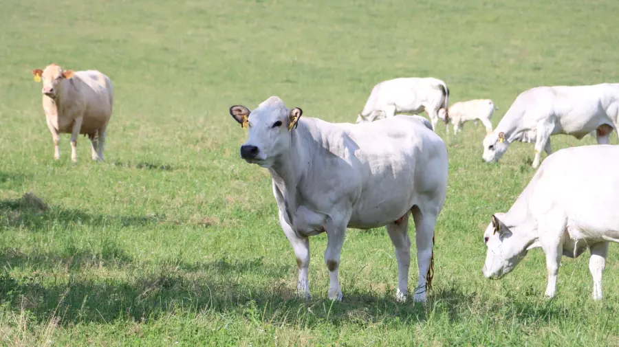 Cuneo, Confagricoltura: stop alle carni dal Brasile tutela gli allevatori