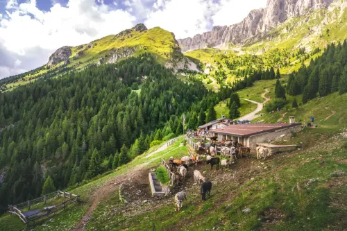 Prazzo, Cioca d’or 2026 a Luigi Rinaudi dopo 50 anni d’alpeggio