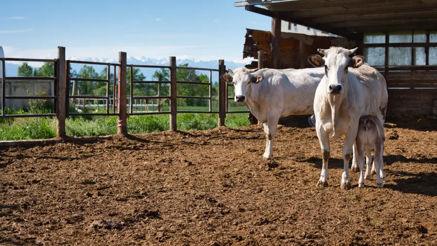 PRQA, Confagricoltura Piemonte chiede più tempo per gli allevamenti