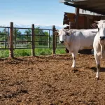PRQA, Confagricoltura Piemonte chiede più tempo per gli allevamenti