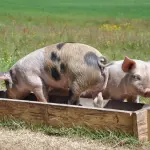 Peste Suina Africana, la Provincia di Cuneo rafforza la Cabina di Regia