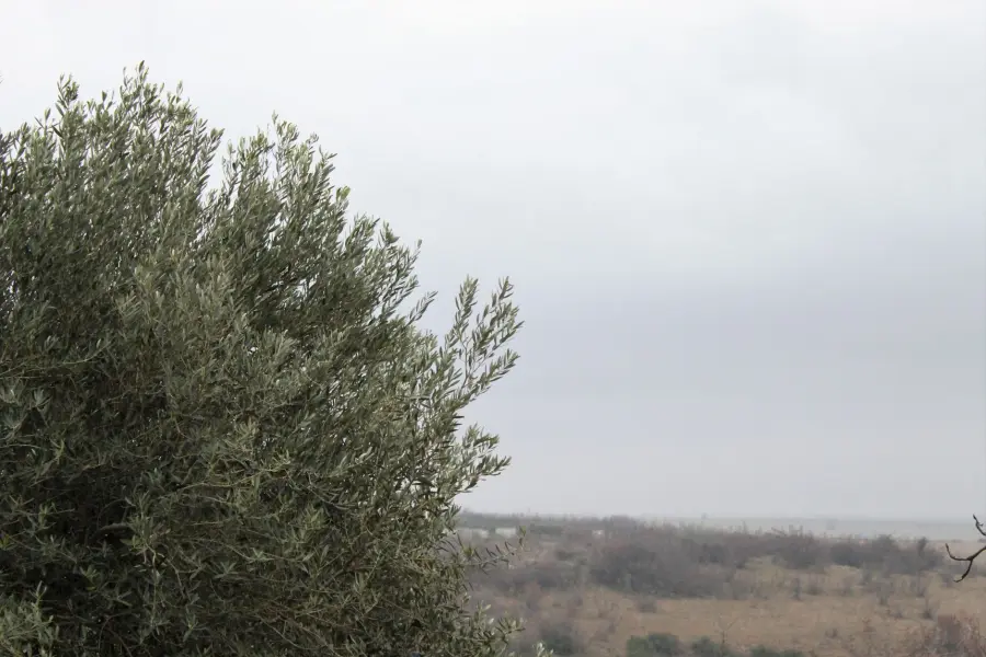Mondovì, piantato un ulivo di Assisi: nasce la Rotonda della Pace
