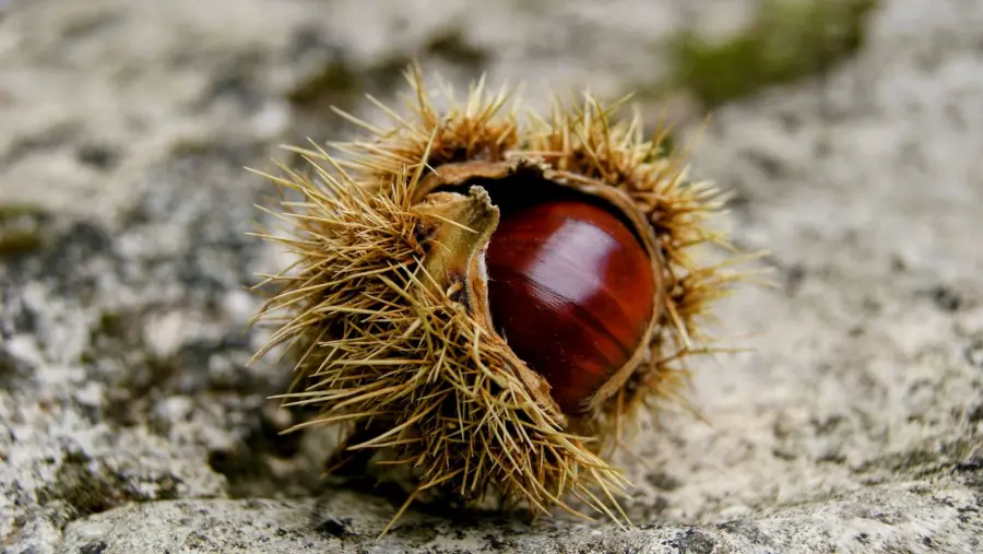 Castagneti a Cuneo: 78mila ettari tra agricoltura, legno e turismo