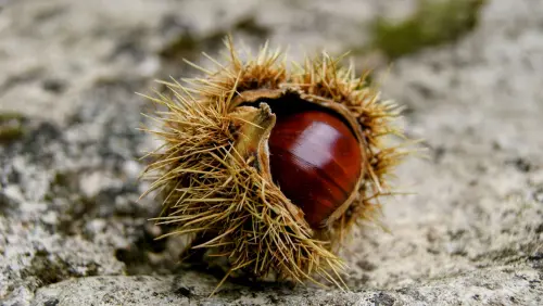 Castagneti a Cuneo: 78mila ettari tra agricoltura, legno e turismo
