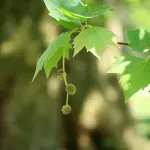 Verde urbano, in arrivo 30 nuovi platani in città