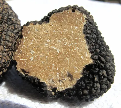 La festa del tartufo nero: arriva alla 23ª edizione