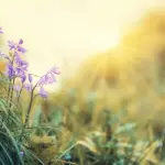 Scarnafigi, alla Fiera di Primavera valorizzate tradizioni e produzioni locali