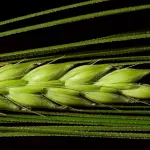 “Spighe Verdi” 2026, al via il bando: premi ai Comuni sostenibili