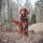 Caccia illegale nei boschi di Castino, la Polizia Locale Provinciale sequestra otto lacci di cattura
