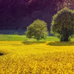 Digestato, Confagricoltura Piemonte: “Bene l’iniziativa a Bruxelles, ora servono regole chiare e tempi certi”