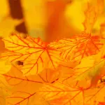 Malika Ayane Come Foglie: significato e analisi del brano